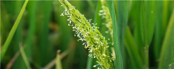 水稻揚(yáng)花時(shí)間 水稻幾月份揚(yáng)花