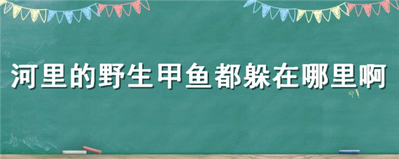 河里的野生甲魚(yú)都躲在哪里啊（河里的野生甲魚(yú)都躲在哪里啊順義區(qū)北法信村旁佳和一品）