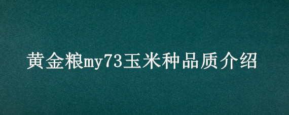 黃金糧my73玉米種品質(zhì)介紹 黃金糧my73玉米品種的特性