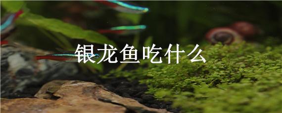 銀龍魚吃什么（銀龍魚吃什么長的快）