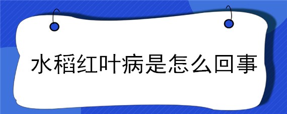 水稻红叶病是怎么回事（水稻红叶什么病）