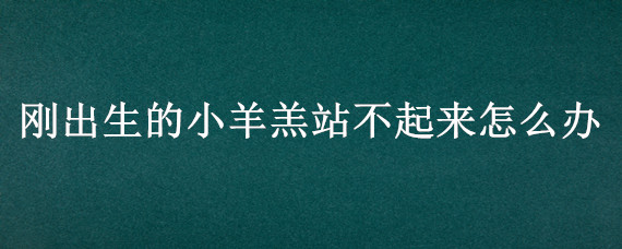 剛出生的小羊羔站不起來怎么辦 小羊羔剛生出來站不起來怎么辦