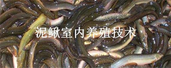 泥鰍室內(nèi)養(yǎng)殖技術(shù)（泥鰍的室內(nèi)養(yǎng)殖）