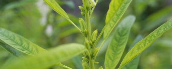 芝麻种植地区（芝麻的种植地区）