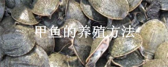 甲魚的養(yǎng)殖方法