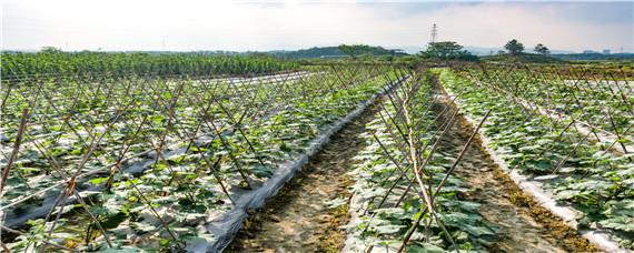 爬地南瓜的種植技術(shù)