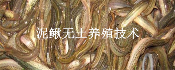 泥鰍無土養(yǎng)殖技術(shù)（泥鰍泥鰍養(yǎng)殖技術(shù)）