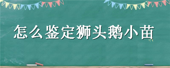 怎么鉴定狮头鹅小苗（狮子头鹅苗怎么鉴别）