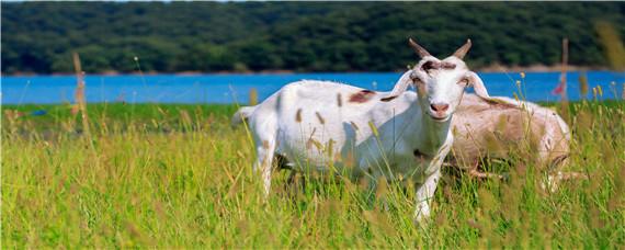 湖羊适合在哪里养殖（湖羊养殖基地）