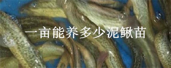 一畝能養(yǎng)多少泥鰍苗 泥鰍每畝放多少苗