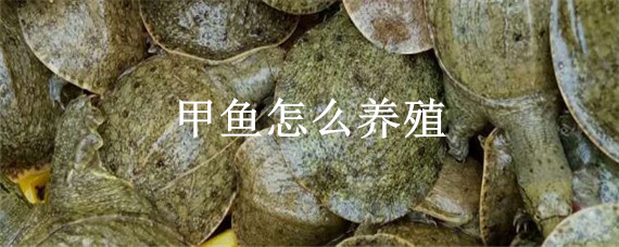 甲魚怎么養(yǎng)殖（人工養(yǎng)殖甲魚怎么養(yǎng)殖）