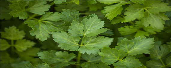 芹菜怎样育苗和移栽 芹菜苗怎么种植方法