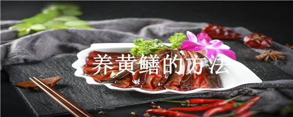 養(yǎng)黃鱔的方法（黃鱔 怎么養(yǎng)）