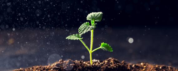 芸苔素拌种用量是多少（芸苔素拌种用量）