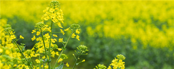 特高产油菜品种（特早熟高产油菜品种）