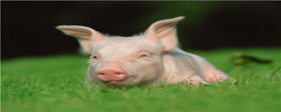 育肥豬飼料正確的豆粕比例 育肥豬豆粕加多少