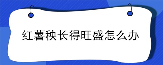 紅薯秧長得旺盛怎么辦（紅薯秧子過旺怎么辦）