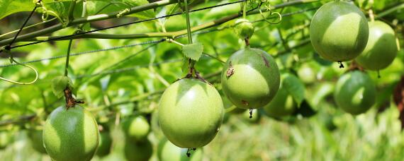 百香果怎么促进花芽分化（如何促进百香果开花结果）