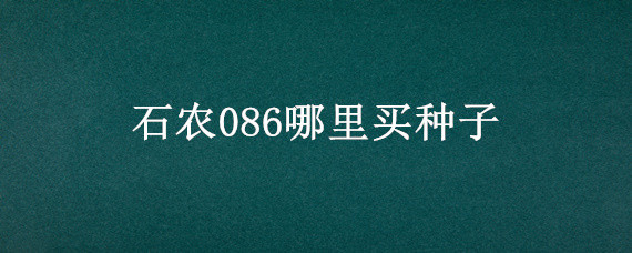 石农086哪里买种子 哪里有卖的石农086小麦种子