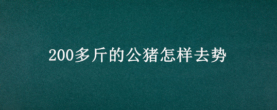 200多斤的公猪怎样去势