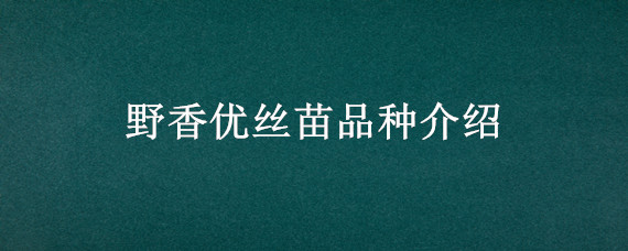 野香优丝苗品种介绍 野香优龙丝苗