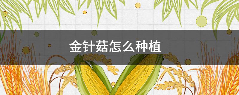 金針菇怎么種植 金針菇怎么種植在家