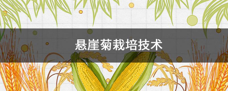 懸崖菊栽培技術(shù)（制作懸崖菊品種）