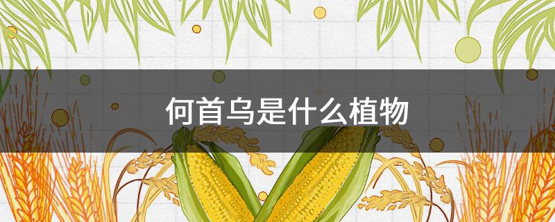 何首烏是什么植物（何首烏是什么植物圖片）