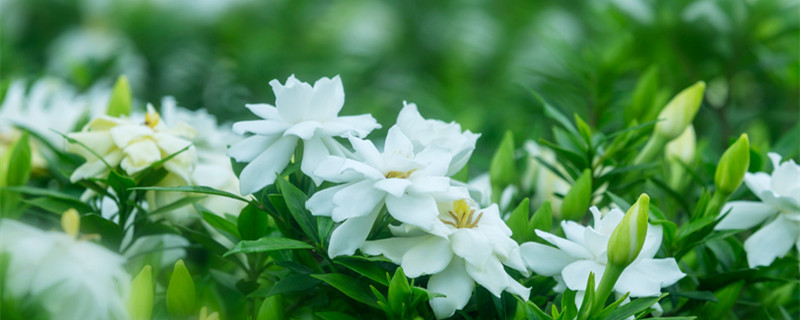 梔子花一年開幾次花（四季梔子花一年開幾次花）