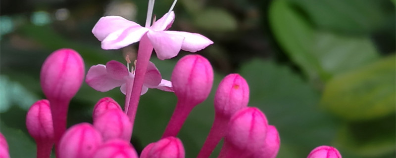 仙客来花茎变软怎么办（仙客来花茎发蔫弯下来怎么办）