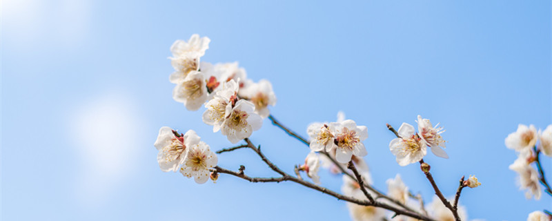 梅蘭竹菊分別代表什么品質(zhì) 梅蘭竹菊,它們具有什么樣的品質(zhì)呢?