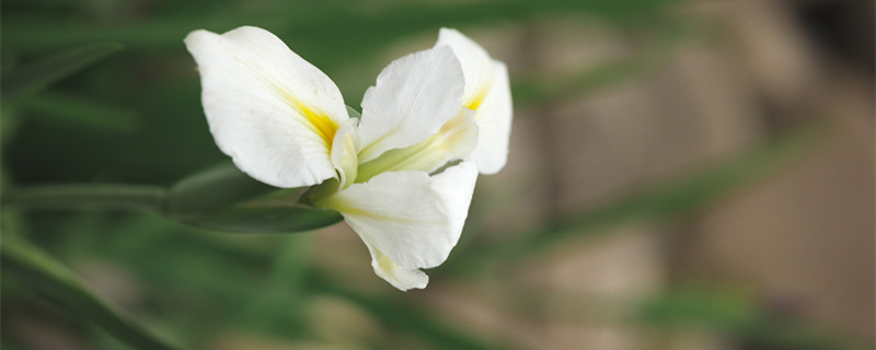 玉簪花的花语及传说（玉簪花含义）