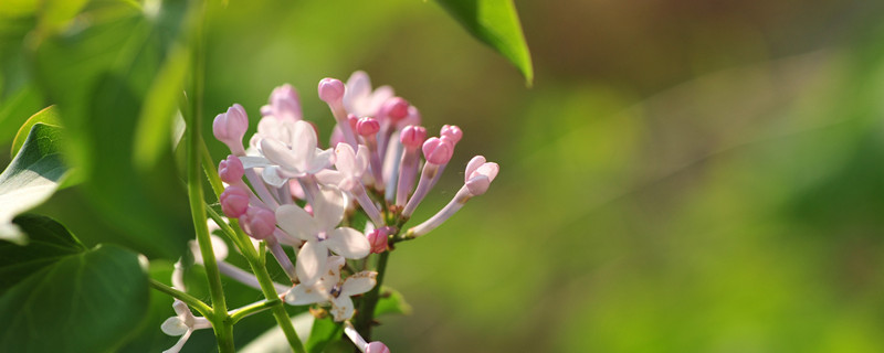 再力花适合北方种植吗 再力花盆栽