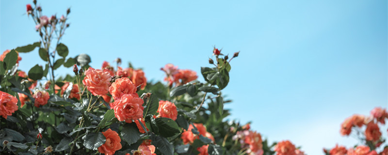 月季花的花语（月季花的花语文案）