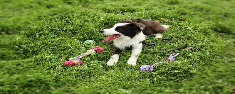 边境牧羊犬怎么训练（边境牧羊犬怎么训练听话）