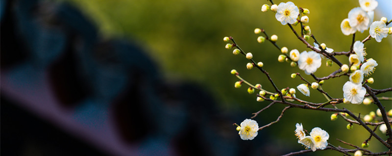 梅花的寓意 梅花的寓意与花语