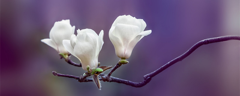 白蘭花的養(yǎng)殖方法和注意事項(xiàng) 盆栽白蘭花的養(yǎng)殖方法和注意事項(xiàng)