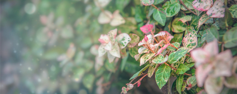 洛石花葉怎么養(yǎng) 花洛石植物