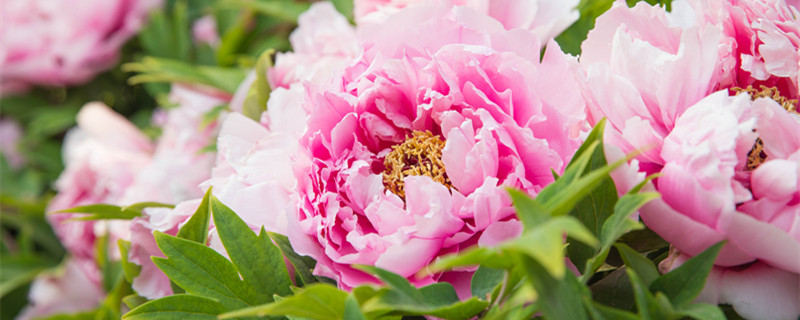 月季花是什么顏色的 月季花是什么顏色的花瓣