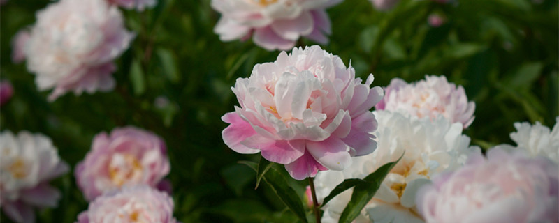 芍藥根塊帶芽種植方法（芍藥根塊帶芽種植方法視頻）