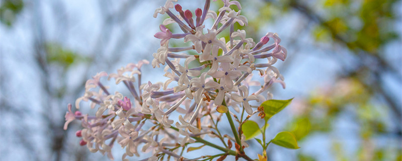 紫丁香花花语 紫丁香 花语