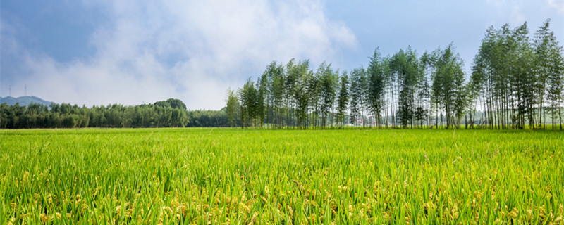 野火烧不尽春风吹又生是什么植物（野火烧不尽春风吹又生什么植物）