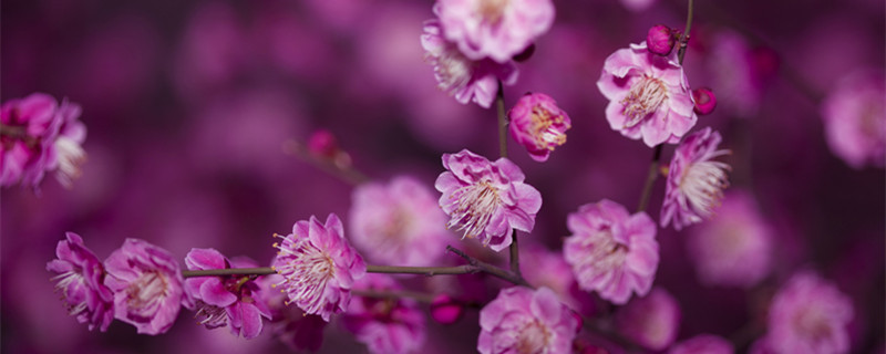 梅花开花时间 梅花开花时间和特点