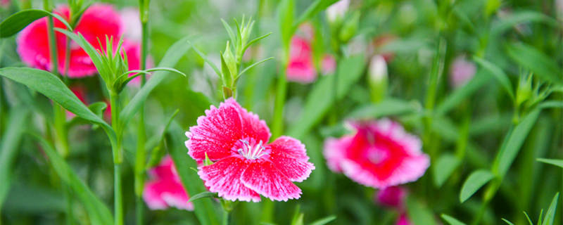 石竹花花语（日本石竹花花语）