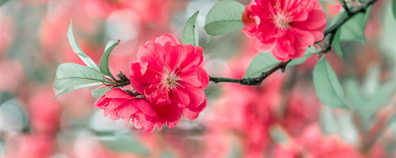 桃花幾月份開花（桃花幾月份開花的）