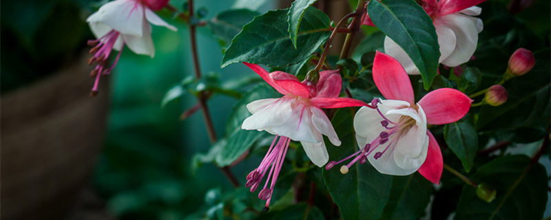 倒掛金鐘一年開幾次花 倒掛金鐘一年開幾次花?