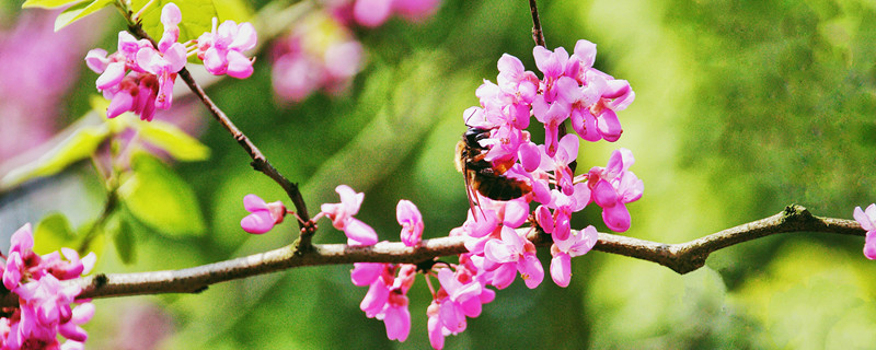 香港的市花是什么（香港的市花是什么?澳门的市花是什么?）