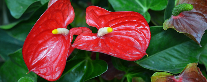 紅掌花枯萎了怎么辦 紅掌開花后紅花葉枯萎怎么回事