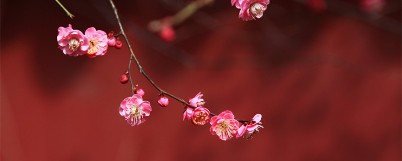 梅花夏天怎么养 梅花夏天怎么养护和管理