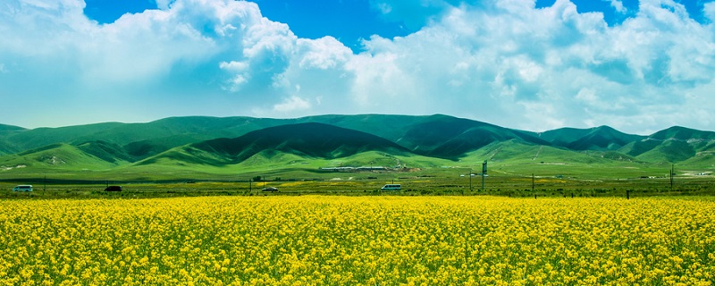 油菜花的习性 油菜花植物学特点